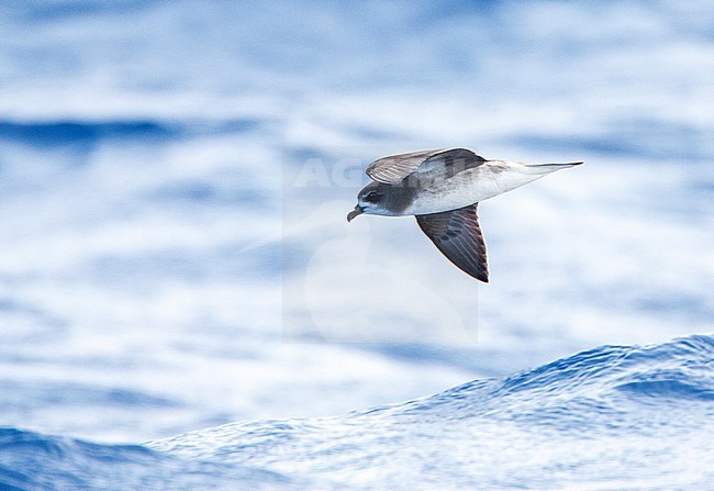 Desertas Petrel (Pterodroma deserta) flying low over the sea off Madeira in the northern Atlantic ocean. A small seabird in the gadfly petrel genus. stock-image by Agami/Marc Guyt,