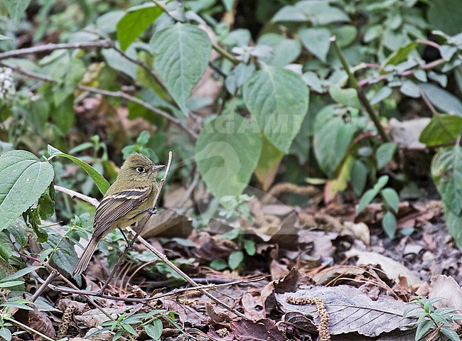 Cordilleran Flycatcher, Empidonax occidentalis, in Mexico. stock-image by Agami/Pete Morris,