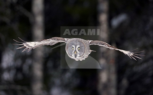 Laplanduil vliegend; Great Grey Owl flying stock-image by Agami/Markus Varesvuo,