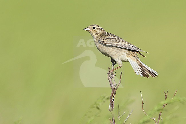 Adult female Chestnut-collared Longspur, Calcarius ornatus
Kidder Co., ND stock-image by Agami/Brian E Small,