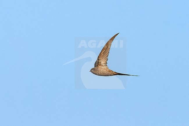 African Palm Swift (Cypsiurus parvus) flying against a blue sky as a background, Augrabies Falls NP, South Africa stock-image by Agami/Tomas Grim,