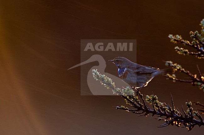 Blauwborst, White-spotted Bluethroat, Luscinia svecica stock-image by Agami/Menno van Duijn,