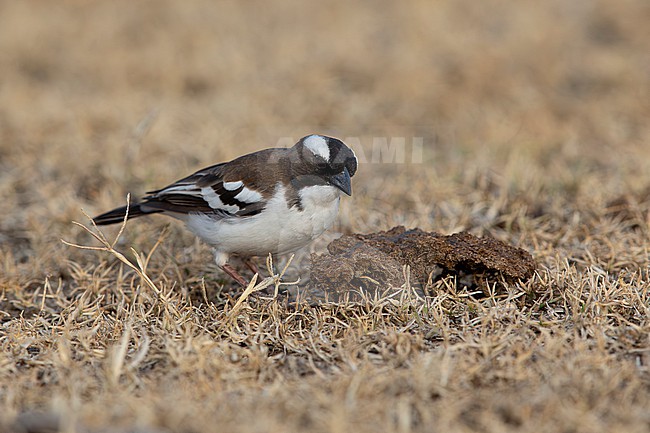 adult white-browed sparrow-weaver (Plocepasser mahali) searching for food on the ground around dung, found in Bishangari in Ethiopia stock-image by Agami/Mathias Putze,