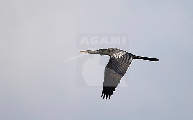 Anhinga (Anhinga anhinga),  in flight in Florida, USA stock-image by Agami/Helge Sorensen,