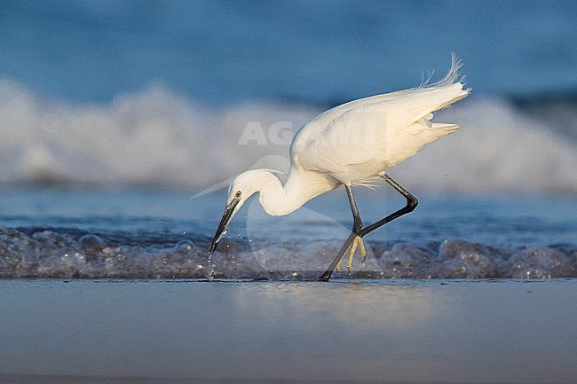 Little Egret (Egretta garzetta), adult catching fish on the shore stock-image by Agami/Saverio Gatto,
