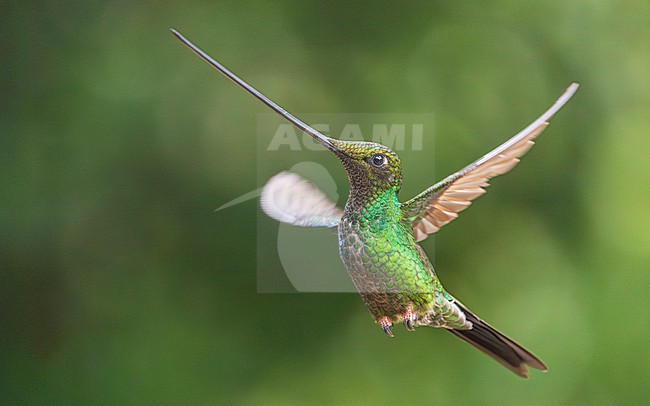 Sword-billed Hummingbird (Ensifera ensifera) stock-image by Agami/Lennart Verheuvel,