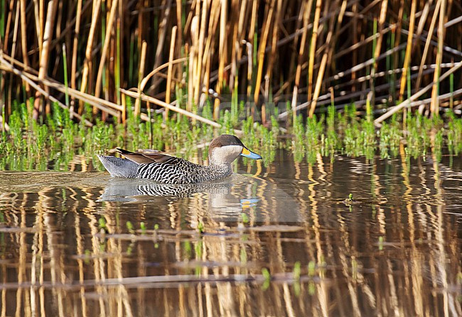 Silver Teal (Spatula versicolor) in Argentina. stock-image by Agami/Dani Lopez-Velasco,