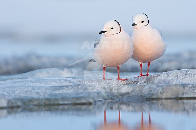 Ross's Gull (Rhodostethia rosea) in breeding plumage standing on ice on the edge of an arctic tundra pond near Barrow in northern Alaska, United States. Male and female together. stock-image by Agami/Dubi Shapiro,