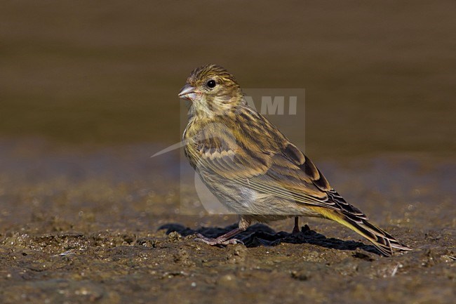 Europese Kanarie, Serin stock-image by Agami/Daniele Occhiato,