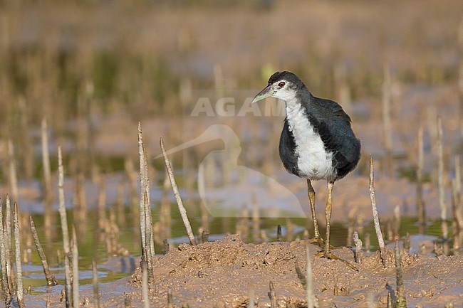 White-breasted Waterhen (Amaurornis phoenicurus), juvenile standing on the mud, Khawr Jirama,Ash Sharqiyah South Governorate, Oman stock-image by Agami/Saverio Gatto,