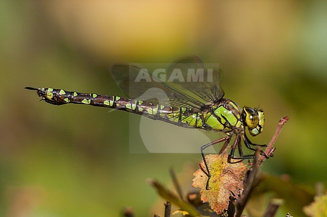 Aeshna cyanea - Southern Hawker - Blaugrüne Mosaikjungfer, Germany (Schleswig-Holstein), imago stock-image by Agami/Ralph Martin,