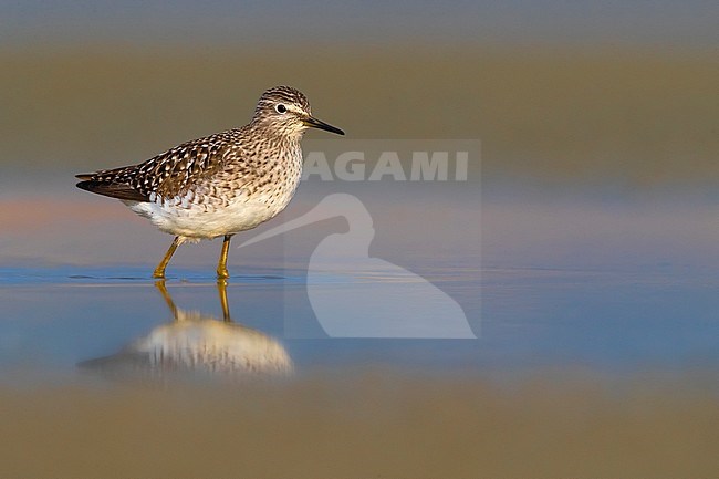 Spring migrant Wood Sandpiper (Tringa glareola) in Italy. Resting in shallow freshwater pool during migration. stock-image by Agami/Daniele Occhiato,