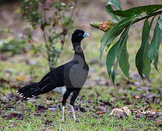 A male Blue-billed Curassow (Crax alberti) at ProAves Blue-billed Curassow Reserve, Puerto Pinzon, Boyaca, Colombia. IUCN Status Critically Endangered. stock-image by Agami/Tom Friedel,