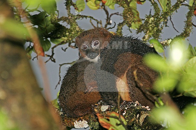 Two sleeping red-bellied lemurs (Eulemur rubriventer) in canopy of tropical forest in on Madagascar. stock-image by Agami/Pete Morris,