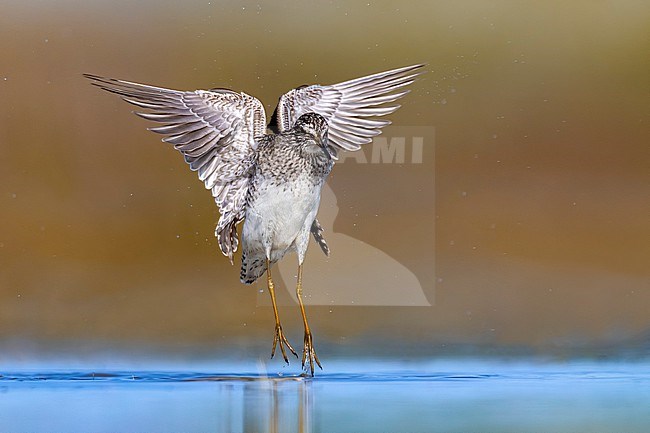 Wood Sandpiper (Tringa glareola) in Italy. stock-image by Agami/Daniele Occhiato,