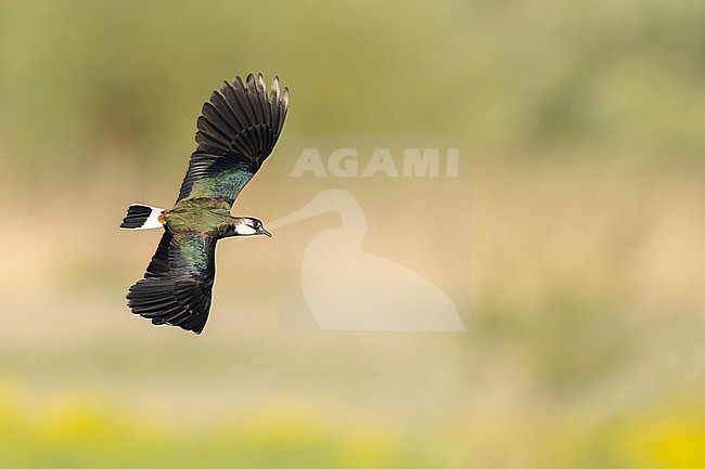  stock-image by Agami/Menno van Duijn,