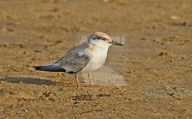 The Saunders's Tern (Sternula saundersi) breeds along the Arabian Peninsula and winters at 'paradise' coral islands in the Indian Ocean. Recently identification is clarified and in hindsight a lot of Little Terns were wrongly identified as Saunders's. stock-image by Agami/Eduard Sangster,