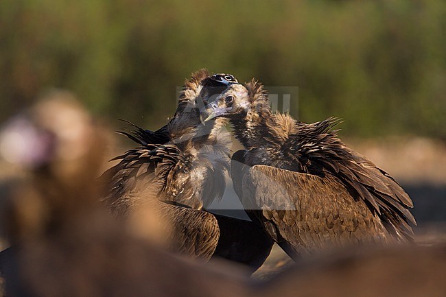 Cinereous Vulture (Aegypius monachus) in the Extremadura in Spain. Two vultures kissing. stock-image by Agami/Wil Leurs,