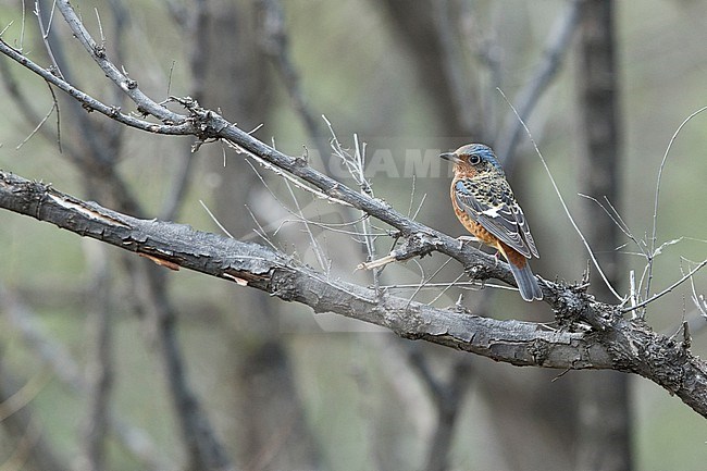 A juvenile male White-throated Rock-Thrush (Monticola gularis) is moulting into its first winter plumage stock-image by Agami/Mathias Putze,