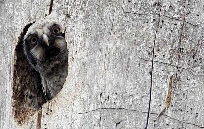 Jonge van Sperweruil in nestopening; Young of Northern Hawk Owl in nest opening stock-image by Agami/Markus Varesvuo,