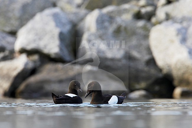 Zwarte Zeekoet zwemmend; Black Guillemot swimming stock-image by Agami/Jari Peltomäki,