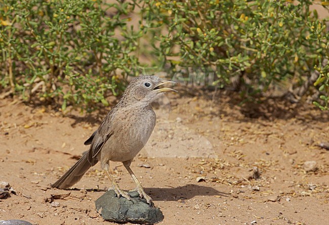 Arabische Babbelaar in zit; Arabian Babbler perched stock-image by Agami/Markus Varesvuo,