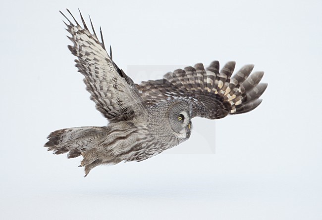 Laplanduil vliegend; Great Grey Owl flying stock-image by Agami/Markus Varesvuo,