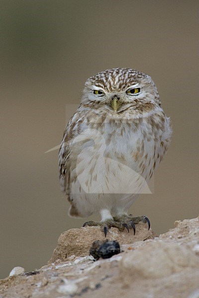 Steenuil zittend op rots; Little Owl perched on rock stock-image by Agami/Daniele Occhiato,