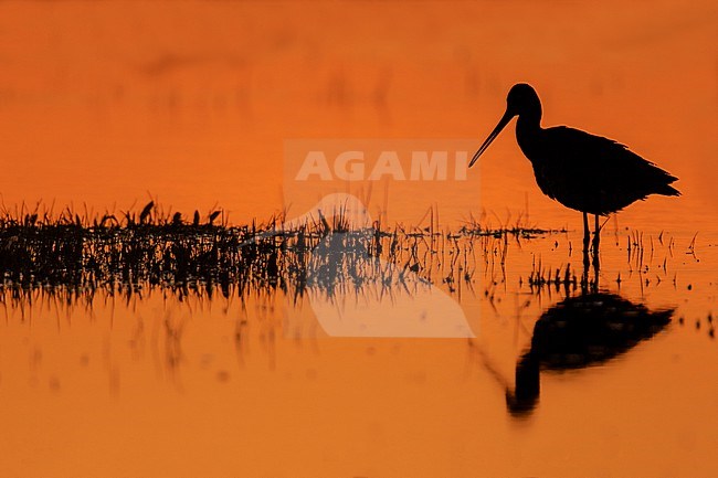 Black-tailed Godwit, Limosa limosa stock-image by Agami/Wil Leurs,