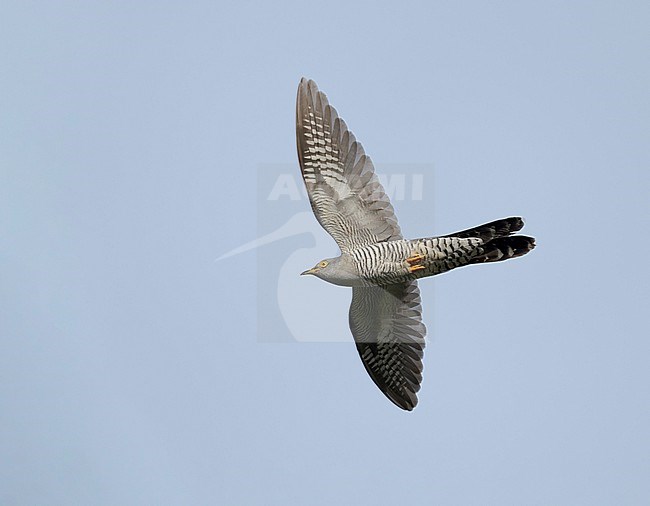 Adult Common Cuckoo (Cuculus canorus) on migration flying and banking against a blue sky showing underside and wings fully spread stock-image by Agami/Ran Schols,