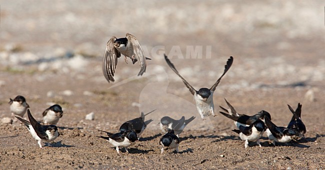 Huiszwaluwen modder verzamelend voor hun nesten Lesbos Griekenland, House Martins gathering mud for nest building Lesvos Greece stock-image by Agami/Wil Leurs,