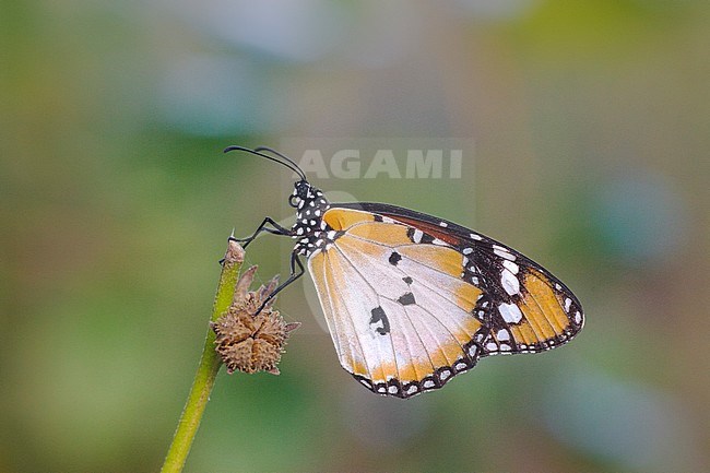 Kleine monarchvlinder, African Monarch stock-image by Agami/Arie Ouwerkerk,