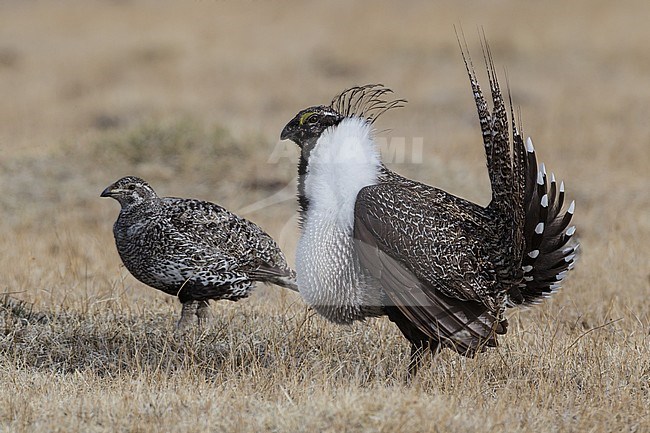 Adult male & female
Mono Co., CA
April 2012 stock-image by Agami/Brian E Small,