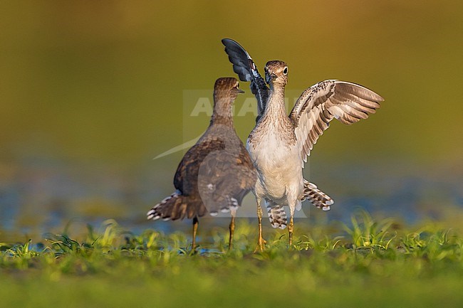 Common Sandpiper, Actitis hypoleucos, in Italy. Displaying pair. stock-image by Agami/Daniele Occhiato,