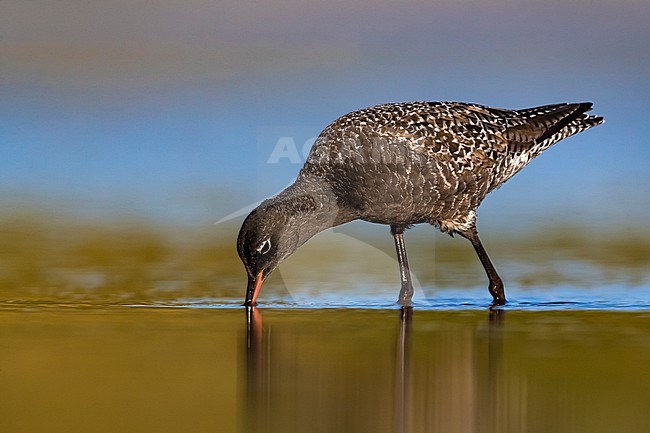 Adult breeding plumage Spotted Redshank (Tringa erythropus) in Italy. Standing in shallow water. stock-image by Agami/Daniele Occhiato,