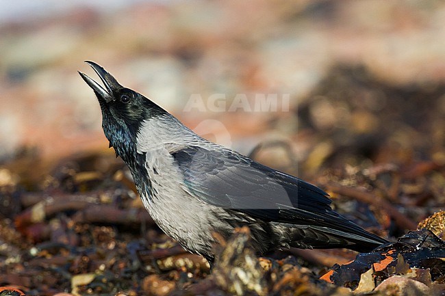 Bonte Kraai, Hooded Crow, Corvus cornix hybrid calling on beach stock-image by Agami/Menno van Duijn,