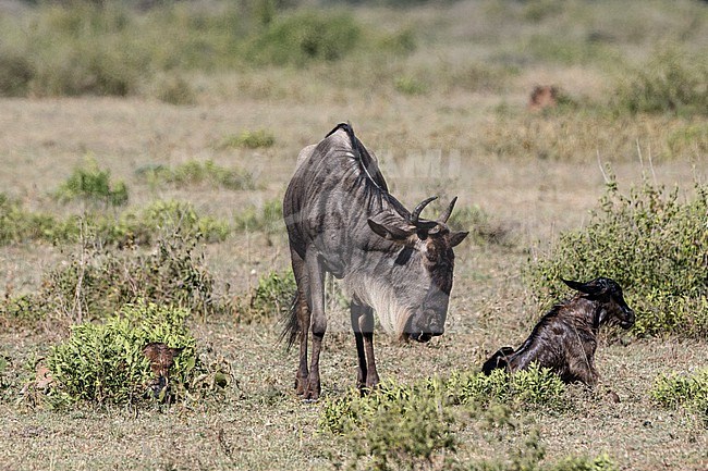 A mother wildebeest, Connochaetes taurinus,  looks at its newborn calf just delivered as it tries to stand up. Ndutu, Ngorongoro Conservation Area, Tanzania. stock-image by Agami/Sergio Pitamitz,