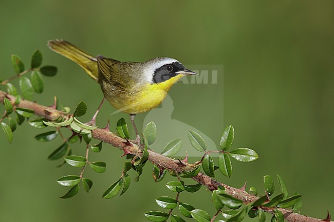 Adult male Common Yellowthroat (Geothlypis trichas) in Galveston County, Texas, USA. Perched on a twig against a green natural background. stock-image by Agami/Brian E Small,