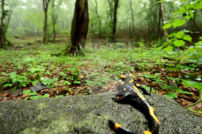Vuursalamander, Fire salamander stock-image by Agami/Rob de Jong,