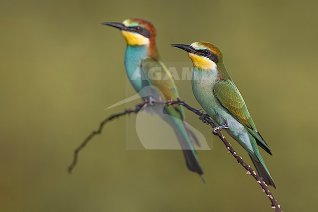 European Bee-eater, Merops apiaster, in Italy. stock-image by Agami/Daniele Occhiato,