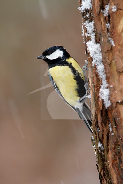 Koolmees in de sneeuw; great tit in the snow; Kohlmeise;  Parus major stock-image by Agami/Walter Soestbergen,