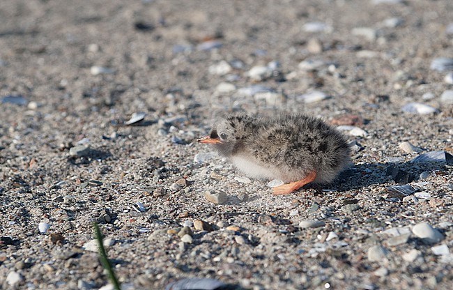 Arctic Tern (Sterna paradisaea) newly hatched chick on the beach in Denmark stock-image by Agami/Helge Sorensen,