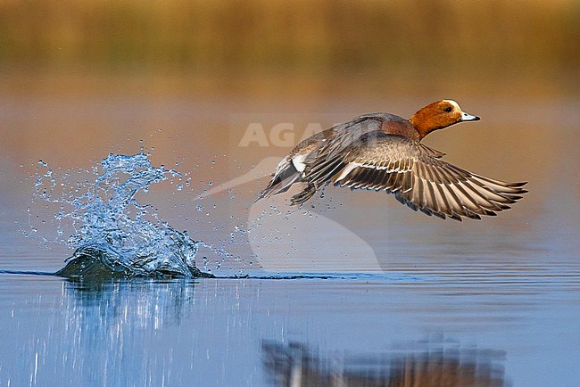 Adult male Eurasian Wigeon, Mareca penelope, taking off from a lake in Italy. stock-image by Agami/Daniele Occhiato,