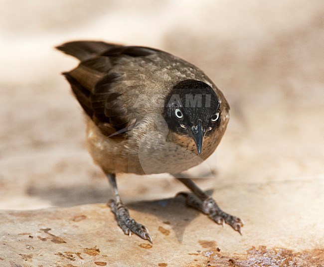 Zwartkapbabbelaar, Blackcap Babbler, Turdoides reinwardtii stock-image by Agami/Marc Guyt,