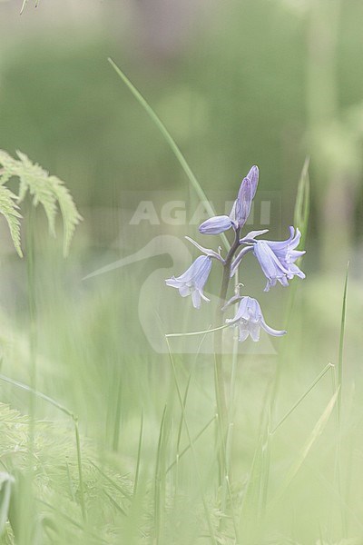 Bloeiende Boshyacint, Flowering Common Bluebell stock-image by Agami/Wil Leurs,