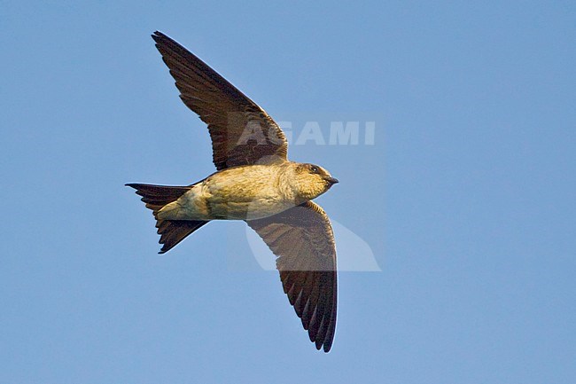 Purple Martin (Progne subis) in flight in Victoria, BC, Canada. stock-image by Agami/Glenn Bartley,