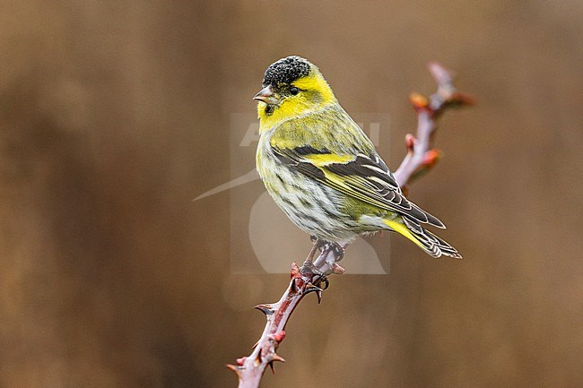 Male Eurasian Siskin, Spinus spinus, in Italy. stock-image by Agami/Daniele Occhiato,