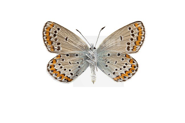  stock-image by Agami/Wil Leurs,