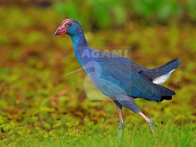 Grijskoppurperkoet, Grey-headed Swamphen stock-image by Agami/Alex Vargas,