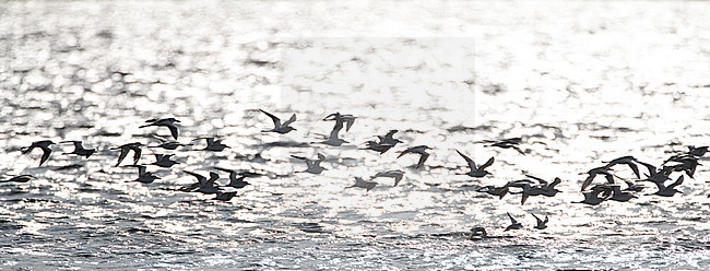 Krabplevieren op Nosy Ve, Madagaskar; Crab Plovers (Dromas ardeola) on Nosy Ve, Madagascar stock-image by Agami/Marc Guyt,